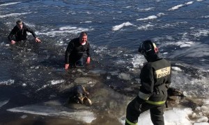 Dogs Rescued From Icy Water