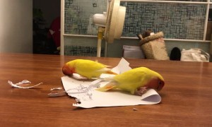 Love Bird Parrots Make Their Own Feathers Out of Paper