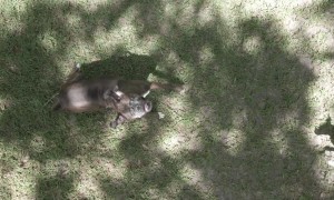 Boxer Makes Funny Faces Jumping at Drone