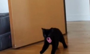 Kitten Takes Toys to Secret Spot