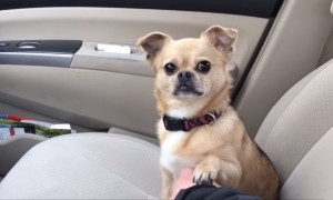 Dog's Hilarious Tactic To Not Allow Owner To Drive Away