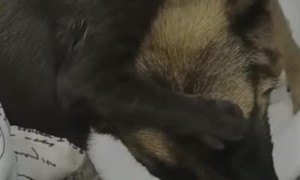 Kitty Helps to Clean the Dog