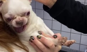 Old Dog Really Doesn't Like Vet Trips