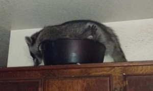 Racoons Get Cozy in Cookware