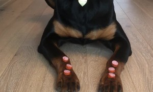 Smart Puppy Shows Perfect Patience