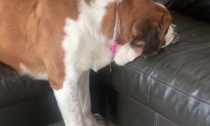 Saint Bernard Sleeping Silly