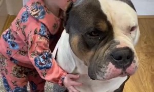 Little girl loves hugging her gentle bulldog friend