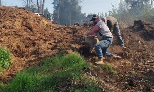 Saving Pigs from a Bush Fire