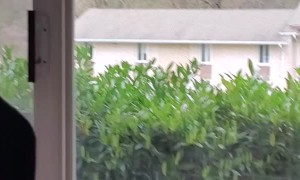 Glass Keeps Cat From Feeding Bird