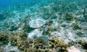 Snorkeler Swims with a Gentle Turtle