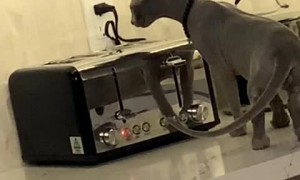 Curious Cat Startled by Toaster Popping