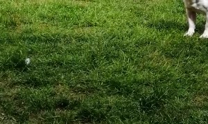 French Bulldog Saves Owners from Feather