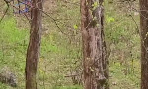 Wild Bear Cubs Play on Swing