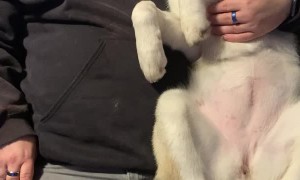 Papa Shares Smooches with Puppy