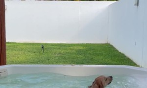 Golden Puppy Has Great Time in Hot Tub