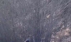 Pet Pigeon Prefers Perching on Papa