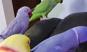 Pandemonium of Parrots Smother Owner with Kisses
