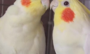 Interesting conversation between two cute parrots