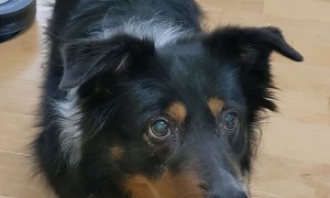 Squeaky Toy Activates Doggy's Tongue