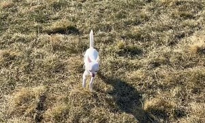 Speedy Pup Takes a Tumble Down Hill