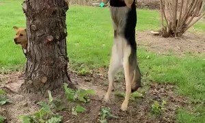 Derpy Dog at the Park
