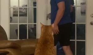 Feisty Cat Gets Handsy