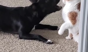 Dog Shows Off New Rollover Trick to Kitty