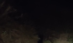 Bear and Her Cubs Run Along Mountain Road