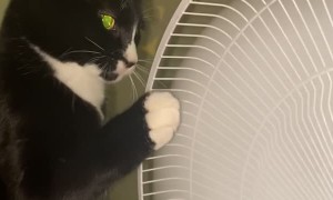 Kitty Playfully Paws at Pedestal Fan