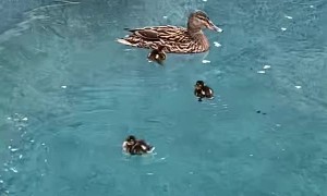 Sweet Little Duckling Swims in Circles