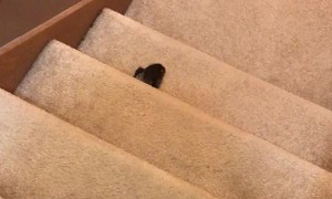 Duckling Hops Up Stairs