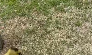 Gosling Rescued From Busy Road