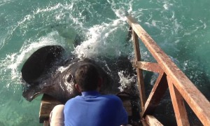 Stingray Incredibly Jumps Onto Ramp To Get Treat From Human