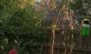 Helpful Cockatoo Cleans Out Gutters