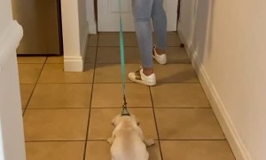 Puppy Isn't Ready to Go Out