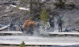 Couple Get Dangerously Close to Wild Buffalo