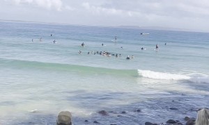 Good Samaritans Save Beached Whale Shark