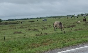 Loose Cow Leaps Back Into Field After Loudspeaker Request