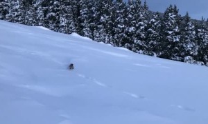 Pine Marten Chasing Bunny Through Thick Snow