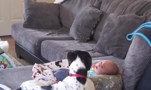 Oreo's Howls Help Comfort Baby