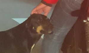 Pup Gets a Pet While Waiting on Light