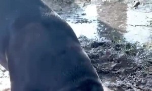 Doggy's Mud Mask Beauty Routine