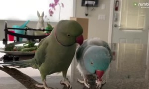 Parrot Brothers Have Adorable Conversation With Each Other
