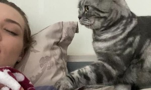 Gentle Kitty Tries to Wake Its Human