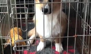 Cute corgi gets locked up in jail 