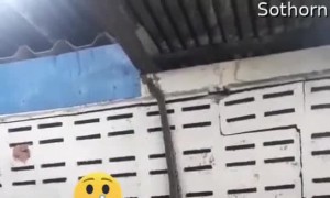 Snake Slithers from Floor to Ceiling