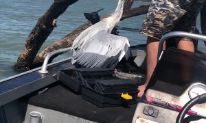 Rescuing a Heron Hanging From a Tree