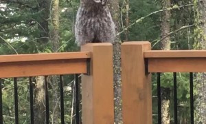 Awesome Owl Lands on the Deck