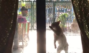 Stray Cat Scratches at Door