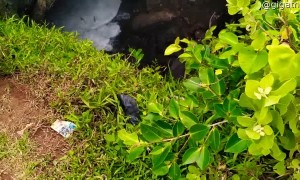 Guys Find Massive Cave Full of Bats